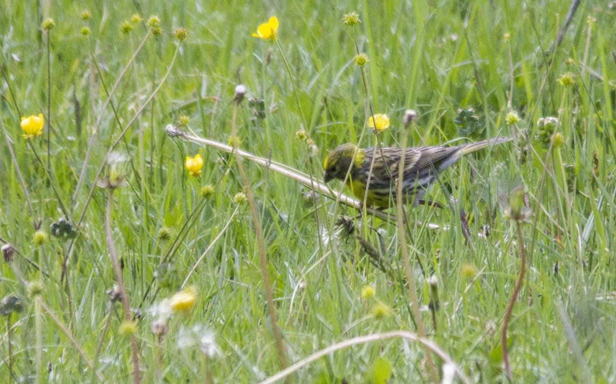European Serin